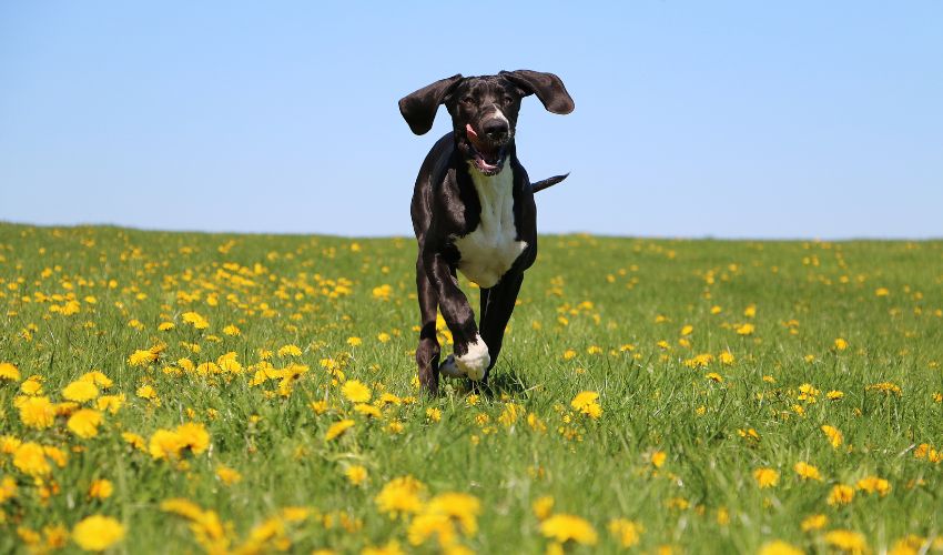 Ultimate Australian Shepherd Feeding Guide: Nutritional Tips and Expert Advice