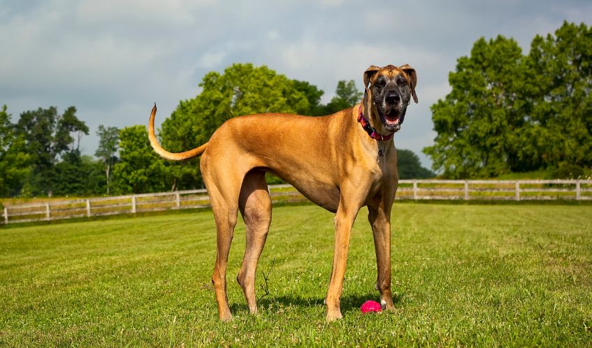 A Complete Guide to Austrian Black and Tan Hound Breed: Facts and Temperament